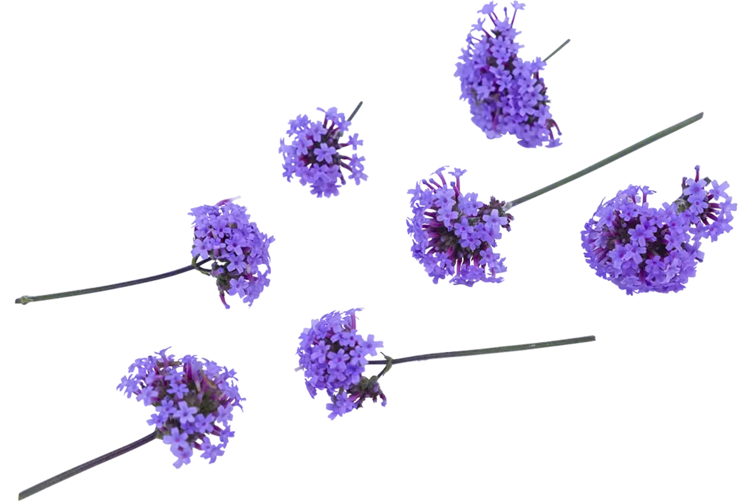 Eetbare bloem verbena 15st stuk 1